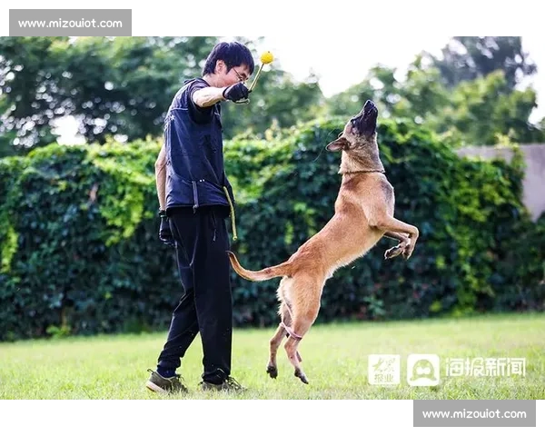 精彩纷呈的训犬比赛：展现犬类与主人默契配合的极致时刻